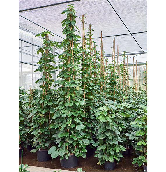 Tetrastigma voinierianum 1TETRPY62