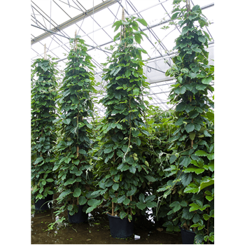 Tetrastigma voinierianum 1TETRPY65