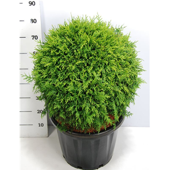 Thuja occidentalis 'Brabant' F00006147