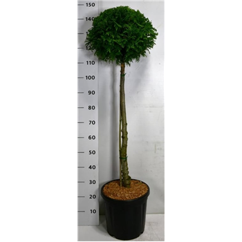 Thuja occidentalis 'Brabant' F00006014