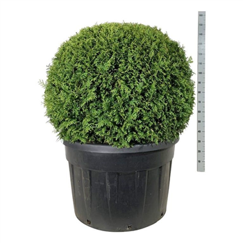 Thuja occidentalis 'Brabant' F00007306