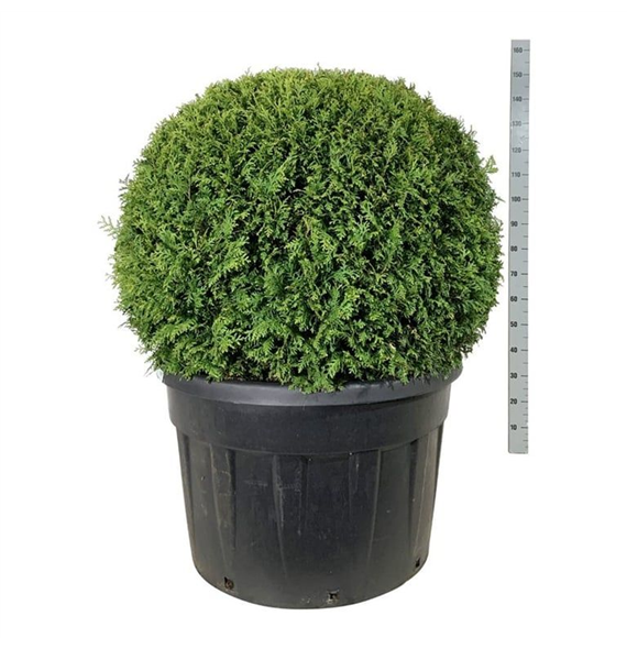 Thuja occidentalis 'Brabant' F00007306