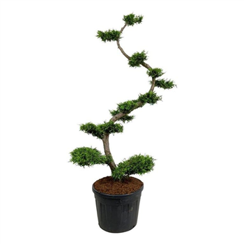 Thuja occidentalis 'Brabant' F00007014