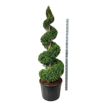 Thuja occidentalis 'Brabant' F00007000
