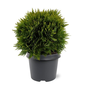 Thuja occidentalis 'Danica' F00008026