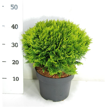 Thuja occidentalis 'Danica' F00005881