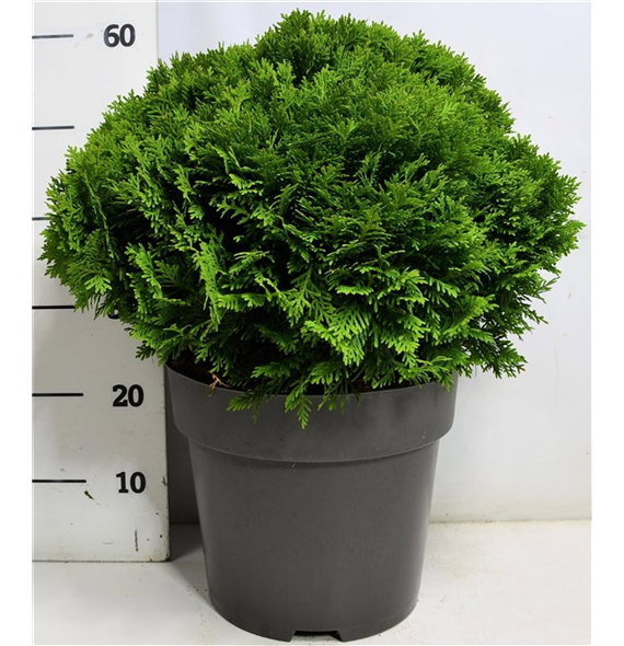 Thuja occidentalis 'Danica' F00005880