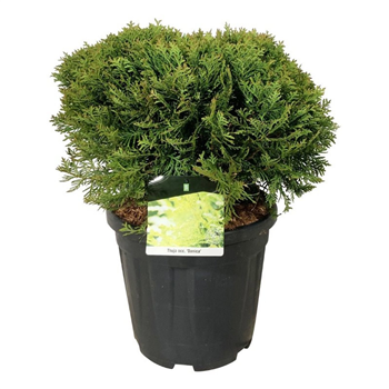 Thuja occidentalis 'Danica' F00007063