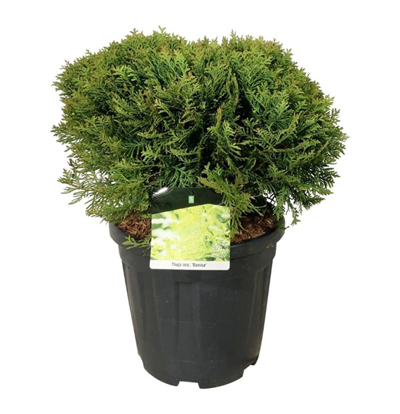 Thuja occidentalis 'Danica' F00007063