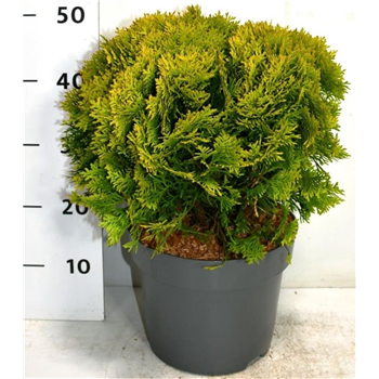 Thuja occidentalis 'Mirjam' F00005888