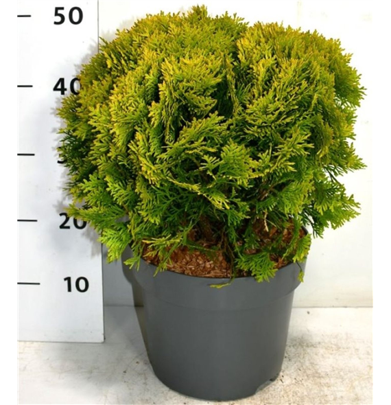 Thuja occidentalis 'Mirjam' F00005888