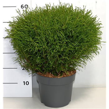Thuja occidentalis 'Mr Skledaing Ball' F00006312