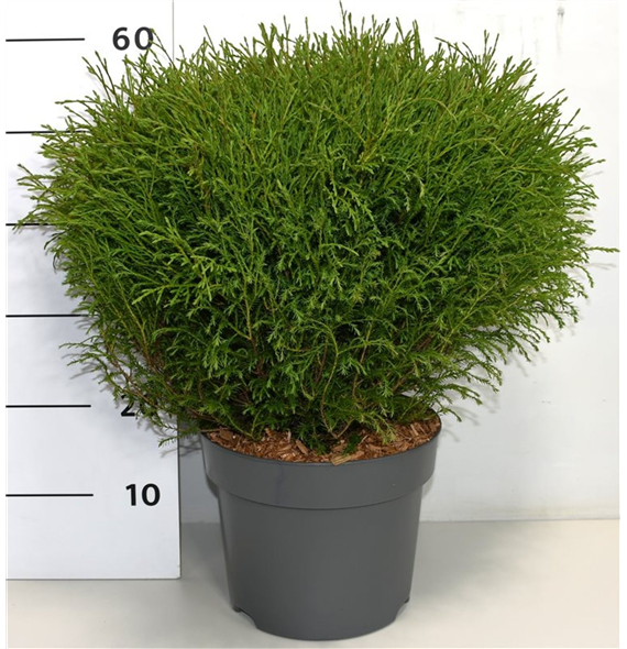 Thuja occidentalis 'Mr Skledaing Ball' F00006312