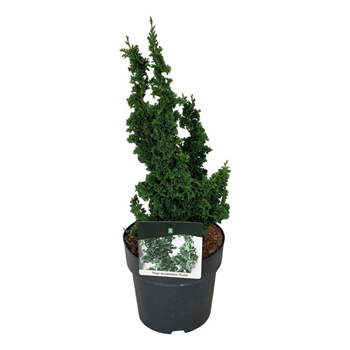 Thuja occidentalis 'Primo' F00007060