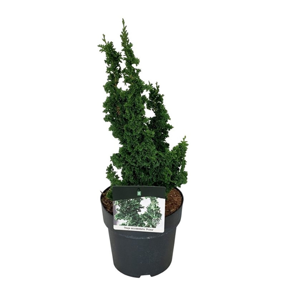 Thuja occidentalis 'Primo' F00007060