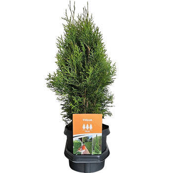 Thuja occidentalis 'Smaragd' F00008049