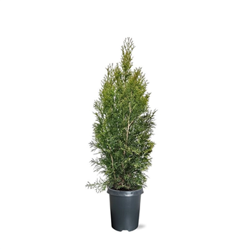 Thuja occidentalis 'Smaragd' F00008034