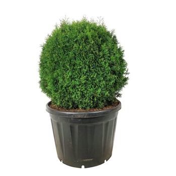 Thuja occidentalis 'Smaragd' F00007460