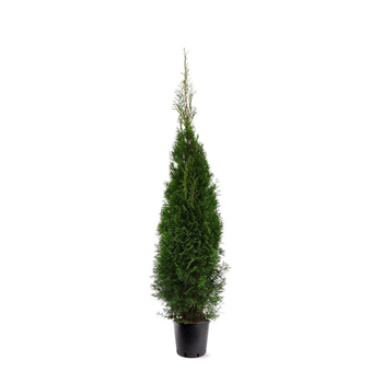 Thuja occidentalis 'Smaragd' F00008035