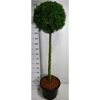 Thuja occidentalis 'Smaragd' F00005960