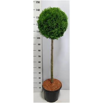 Thuja occidentalis 'Smaragd' F00005941
