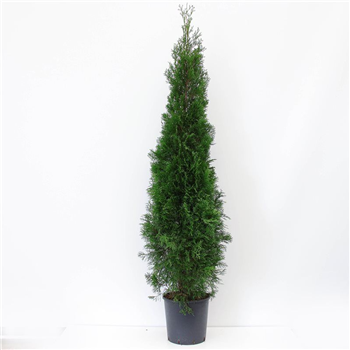 Thuja occidentalis 'Smaragd' F00008036