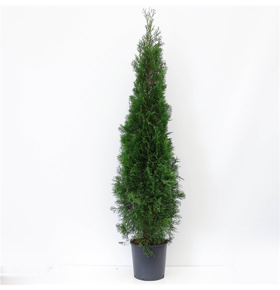 Thuja occidentalis 'Smaragd' F00008036