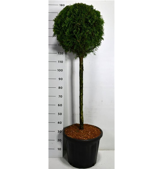 Thuja occidentalis 'Smaragd' F00006488