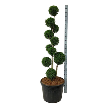 Thuja occidentalis 'Smaragd' F00006995
