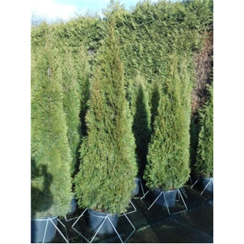 Thuja occidentalis 'Smaragd' F00005402