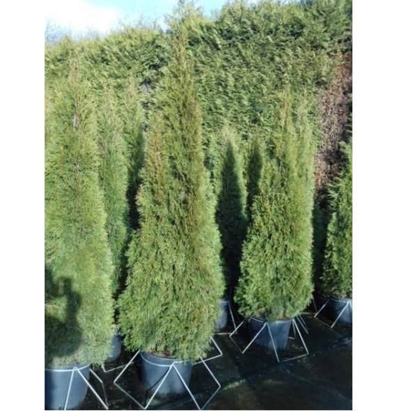 Thuja occidentalis 'Smaragd' F00005402