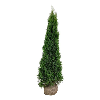 Thuja occidentalis 'Smaragd' F00007955