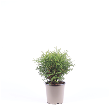 Thuja occidentalis 'Tiny Tim' F00003545