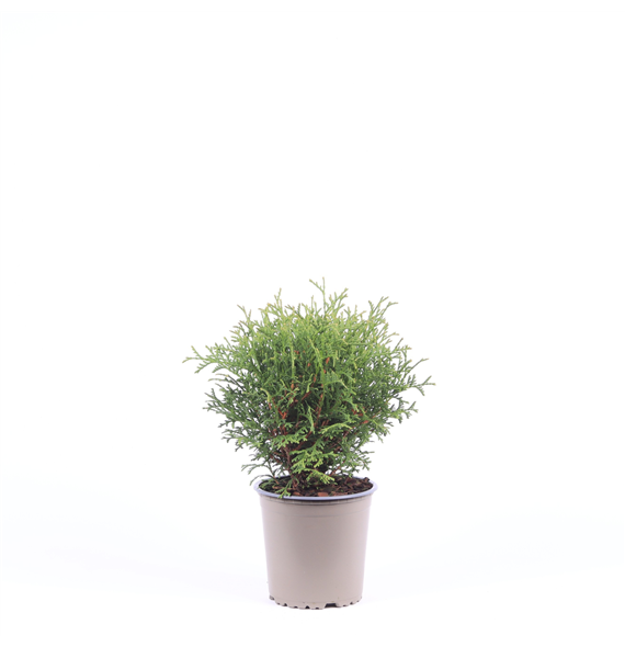 Thuja occidentalis 'Tiny Tim' F00003545