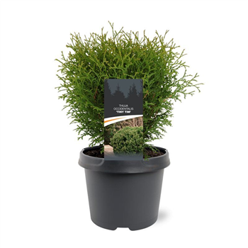 Thuja occidentalis 'Tiny Tim' F00008037
