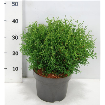 Thuja occidentalis 'Tiny Tim' F00005889