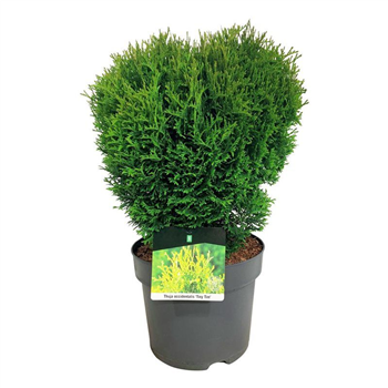 Thuja occidentalis 'Tiny Tim' F00007067
