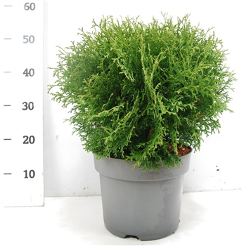 Thuja occidentalis 'Tiny Tim' F00007774