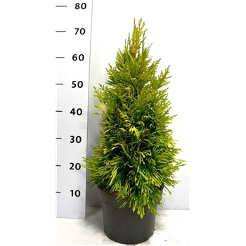 Thuja plicata 'Evergoldy' F00005933