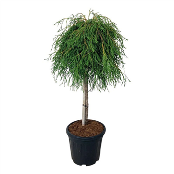 Thuja plicata 'Kagers Beauty' F00007958