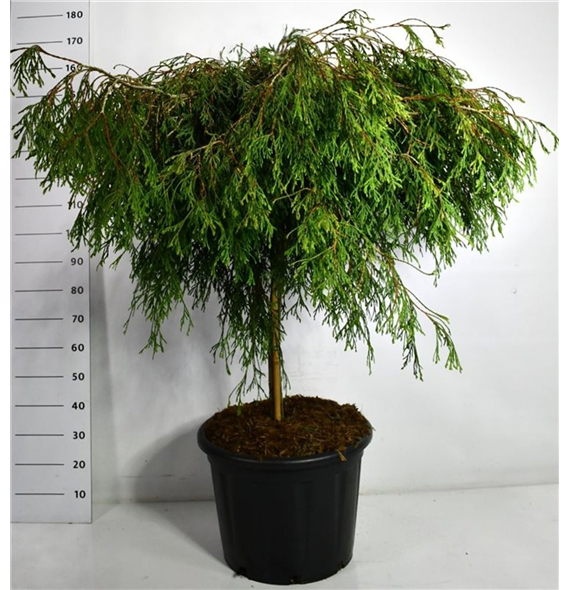 Thuja plicata 'Kagers Beauty' F00006366