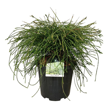 Thuja plicata 'Whipcord' F00007451