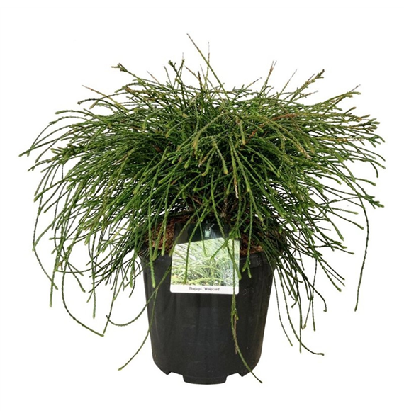 Thuja plicata 'Whipcord' F00007451
