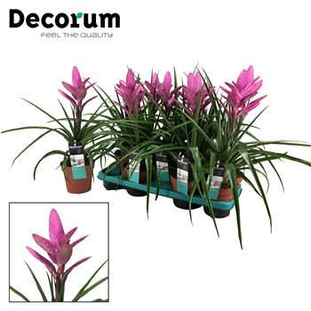 Tillandsia 'Amira' F00000314