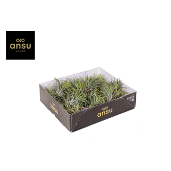 Tillandsia Clumb L F00001189