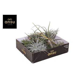 Tillandsia Exclusive Mix F00001188