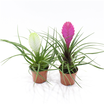 Tillandsia mix F00005303