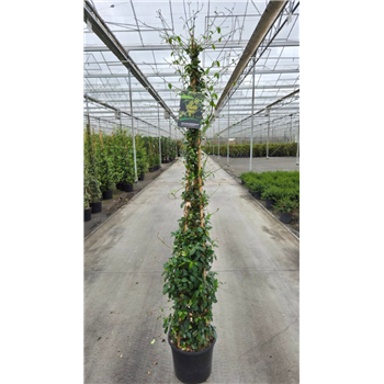 Trachelospermum jasminoides 'Star Of Toscane' F00005632