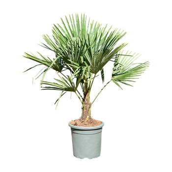 Trachycarpus fortunei 5TRFOR066