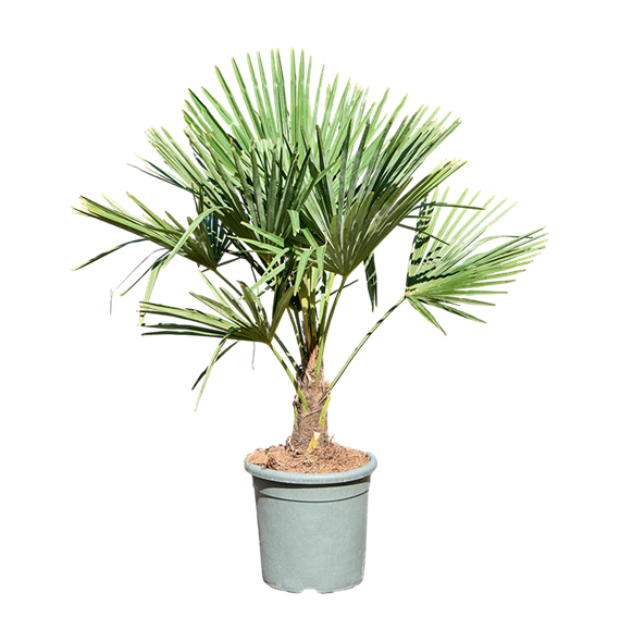 Trachycarpus fortunei 5TRFOR066